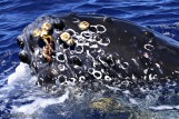 Barnacles Attach to Whales