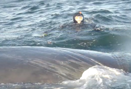 Desperate Whale Gets Needed Help From These Divers, But What It Does At The End???
