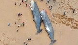 13 Sperm Whales Found Dead with Stomachs Full of Plastic Trash