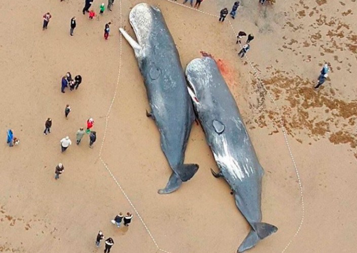 13 Sperm Whales Found Dead with Stomachs Full of Plastic Trash