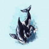 How to Draw Whales, Dolphins and Porpoisese