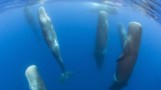 Some Insight into How Whales Sleep