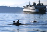 Experts expect orcas to be in Puget Sound