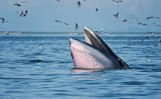 Population Bryde???s whales in question