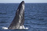 Why Do Whales Breach?