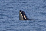Orca Spy Hop Puget Sound
