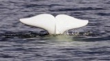 Endangered Beluga Whales versus $11Billion