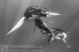 Humpback Whales in Tonga 2014 | Part 7