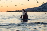 Adopt Killer Whale program Oceana