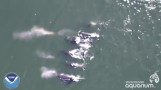 Whales Flying Across the Ocean
