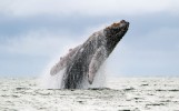 Recordings of Humpback Whale Songs That Made Waves