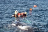 Whale in distress meets a team of volunteers