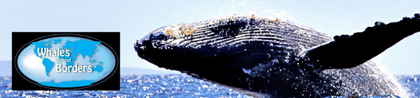 Whale Watching News Whales Without Borders
