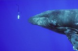 Whale Trust Maui