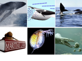 Whales Without Borders News Sonar-11
