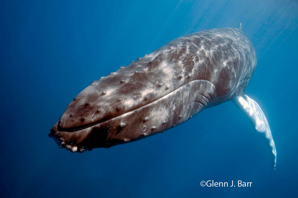 Humpback Whale by Glenn J. Barr