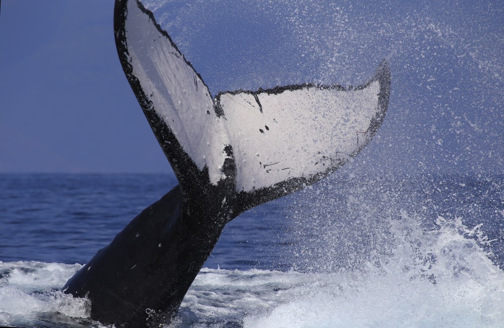 Humpback Whale Tail Slap
