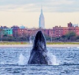 Whale Sightings Increase Around NY Waters.