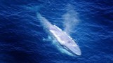 Blue whales are making big comeback