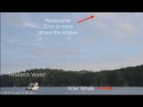 Hexacopter??? soars high above killer whales to study their fitness