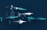 Thousands of gray whales begin annual southern migration