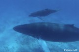 New-Born-Humpback-Whale-Calf-Video-is-Amazing