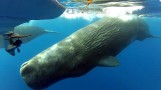 Over 60 Sperm Whales Surround Whale Watching Boat
