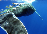 Untangling Both a Whale and Why Marine Life Get Mixed up With Our Trash