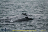 Wart and Calf in Cape Cod Bay
