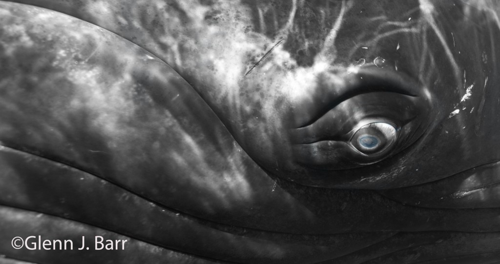 Eye of The Whale