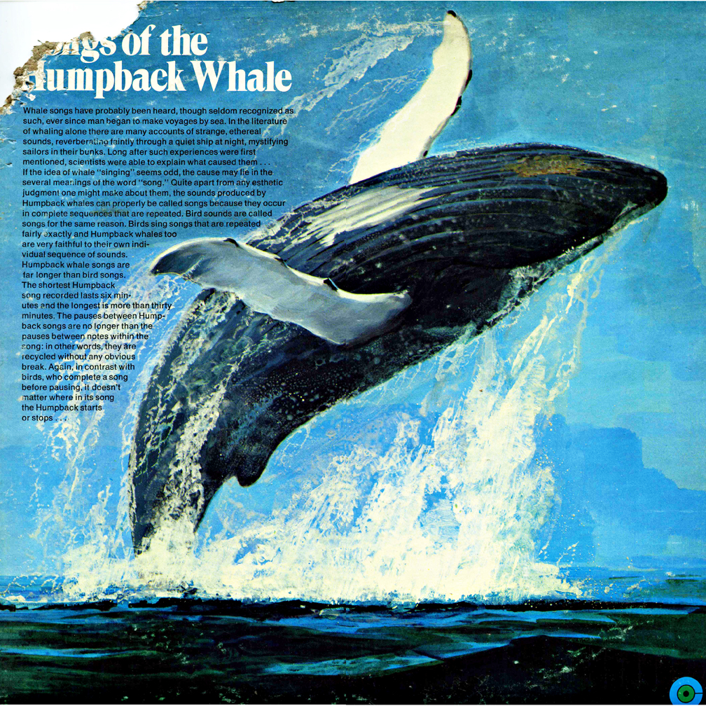 The original “Songs of the Humpback Whale” by Dr. Roger Payne. - Whale ...